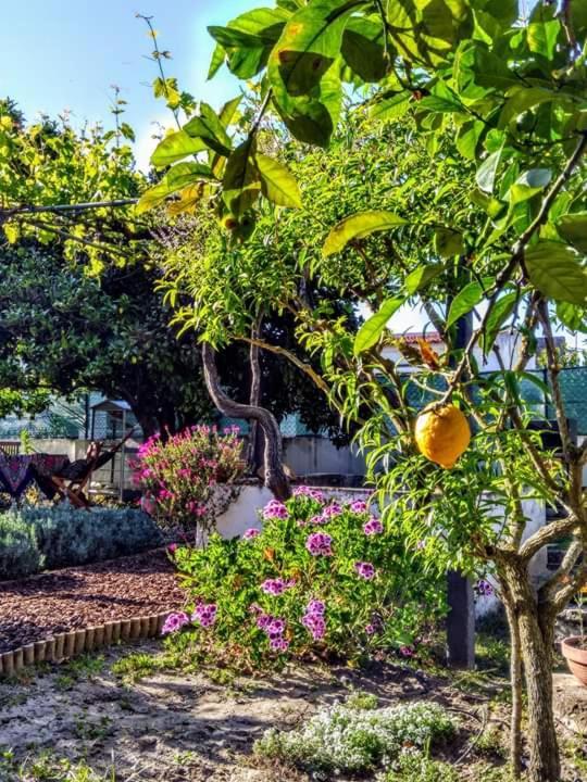 Villa Páteo da Memória Casa do Pintor Quinta do Anjo Exterior foto